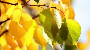 Autumn leaves on branch, autumn colors video
