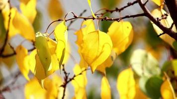 hojas de otoño en rama, colores de otoño video