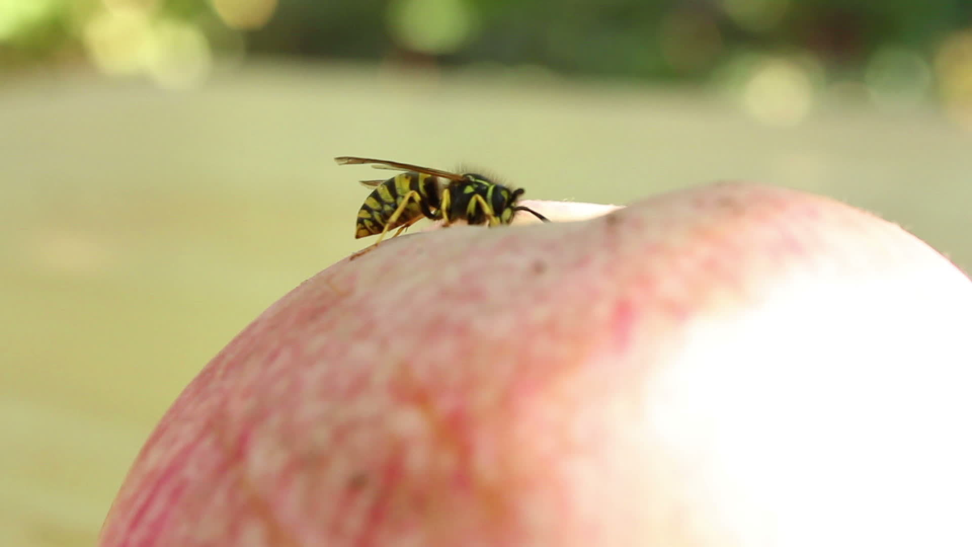 Wasp on the apple 13175813 Stock Video at Vecteezy