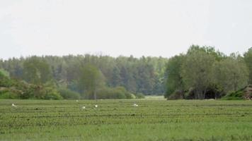 campos de cultivo verdes, imagen ambiental limpia video