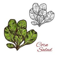 ensalada de maíz, vector, bosquejo, vegetal, icono vector