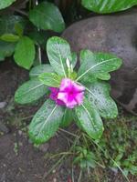 Flower plants in Indonesia known as Tapak dara are annual shrubs originating from Madagascar, but have spread to various other tropical areas.  Its scientific name is Catharanthus roseus Don photo