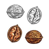 Walnut sketch of whole nut, nutshell and kernel vector