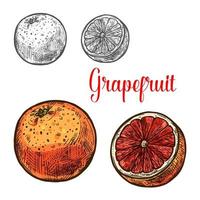 Grapefruit sketch of ripe tropical citrus fruit vector