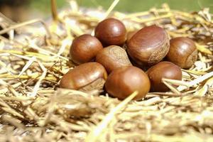 Fresh chestnuts are separated on a dry straw, chestnuts have a sweetish taste. photo