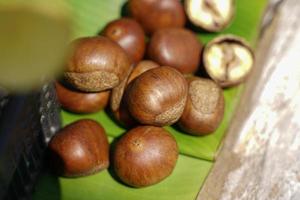 Fresh chestnuts isolated on a wooden floor, chestnuts have an oily sweet taste. photo