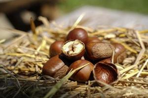 Fresh chestnuts are separated on a dry straw, chestnuts have a sweetish taste. photo