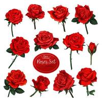 Set of red rose flower blooms with green leaves vector