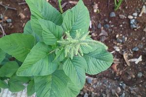 Green wild spinach plant by the roadside photo