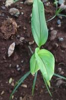 Turmeric plant shoots with green leaves photo