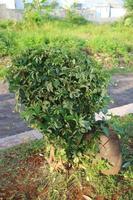 una planta ornamental con exuberantes hojas verdes llamada arboricola trinette foto
