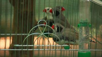 petits oiseaux sautant sur une cage de perche video