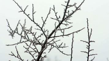 branches sway in hoarfrost on a light wind video
