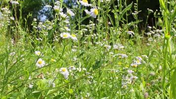 Chamomile plant in the field video