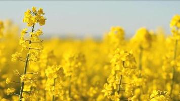 Meadow covered with yellow flowers video