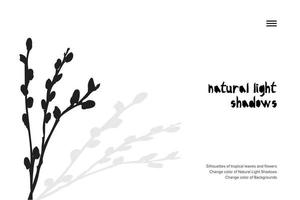 banner abstracto con sombra de hojas de sauce negro aislado sobre fondo blanco. plantilla de presentación de estilo vintage vector