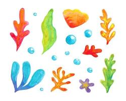 Watercolor set of Algae on white background. vector