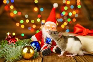 happy rat on with Santa Claus and gift on wooden background multicolored bokeh photo