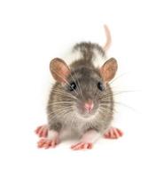 portrait of a pet rat on a white background is isolated photo