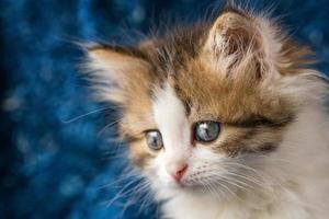 cute kitten looks with amazement on a blue background photo