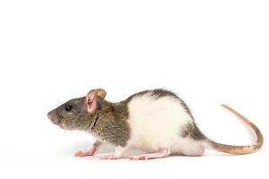 decorative hand rat on white background photo