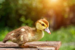 pequeño patito marrón sobre fondo de madera, fondo verde natural foto