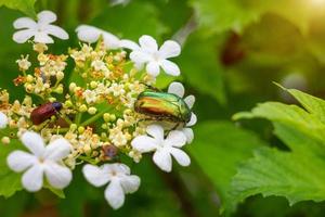 A green may bug sits on the flower photo