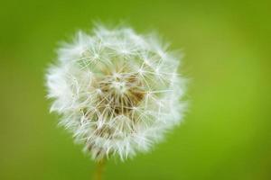 large white dandelion on a green background soft focus photo