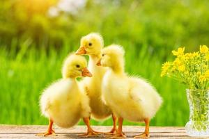 tres pequeños ansarones amarillos esponjosos en el fondo de la naturaleza foto