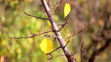 autunno le foglie su ramo, autunno colori video