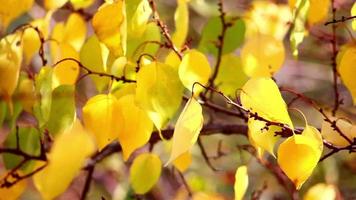 hojas de otoño en rama, colores de otoño video