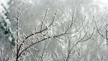 branches sway in hoarfrost on a light wind video