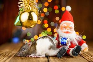 linda rata en decoración navideña, santa claus y bokeh foto