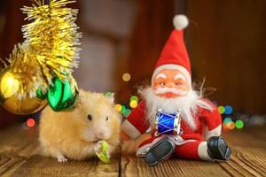 cute fluffy hamster and Santa Claus on wooden background bright bokeh festive atmosphere photo