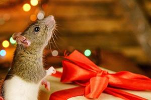 portrait of a rat with a gift on a new year background with bokeh photo