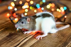 cute rat on wooden background beautiful bokeh photo