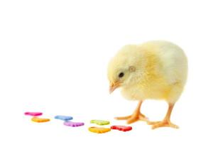 yellow cute chick on a white background isolation. photo