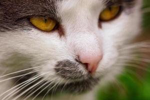 portrait of a cat close-up muzzle eyes and nose photo