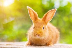 beautiful red rabbit on natural green background photo