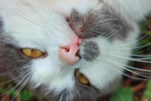 cute portrait of a cat close up photo