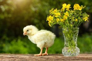Cute yellow chick posing in funny on a natural green background , a bouquet of flowers spring Sunny day photo