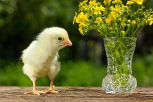 lindo pollito amarillo posando en divertido sobre un fondo verde natural, un ramo de flores día soleado de primavera foto