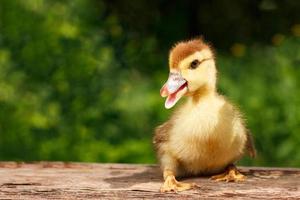 pequeño patito lindo en el fondo de la naturaleza verde foto