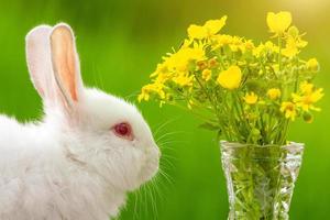 Funny white eared little rabbit on a wooden background with a bouquet of flowers on a Sunny day in nature photo