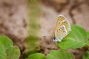 mottled butterfly close-up photo