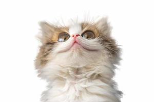funny kitten portrait on white isolated background photo