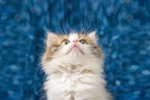 cute kitten looking up with surprise on blue background photo