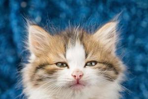 fluffy kitten cute portrait on blue background photo