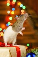 portrait of a rat with a gift on a new year background with bokeh photo