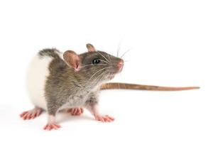 portrait of a pet rat on a white background is isolated photo